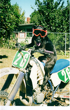 MX Dog