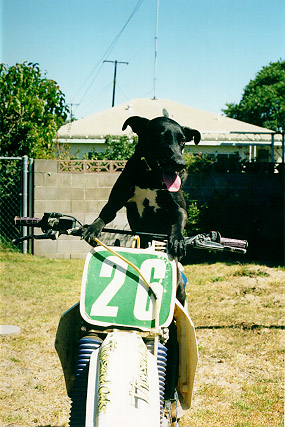 MX Dog