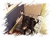 2006_10310040.JPG